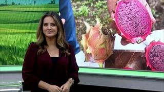 programa
