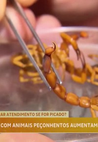 programa